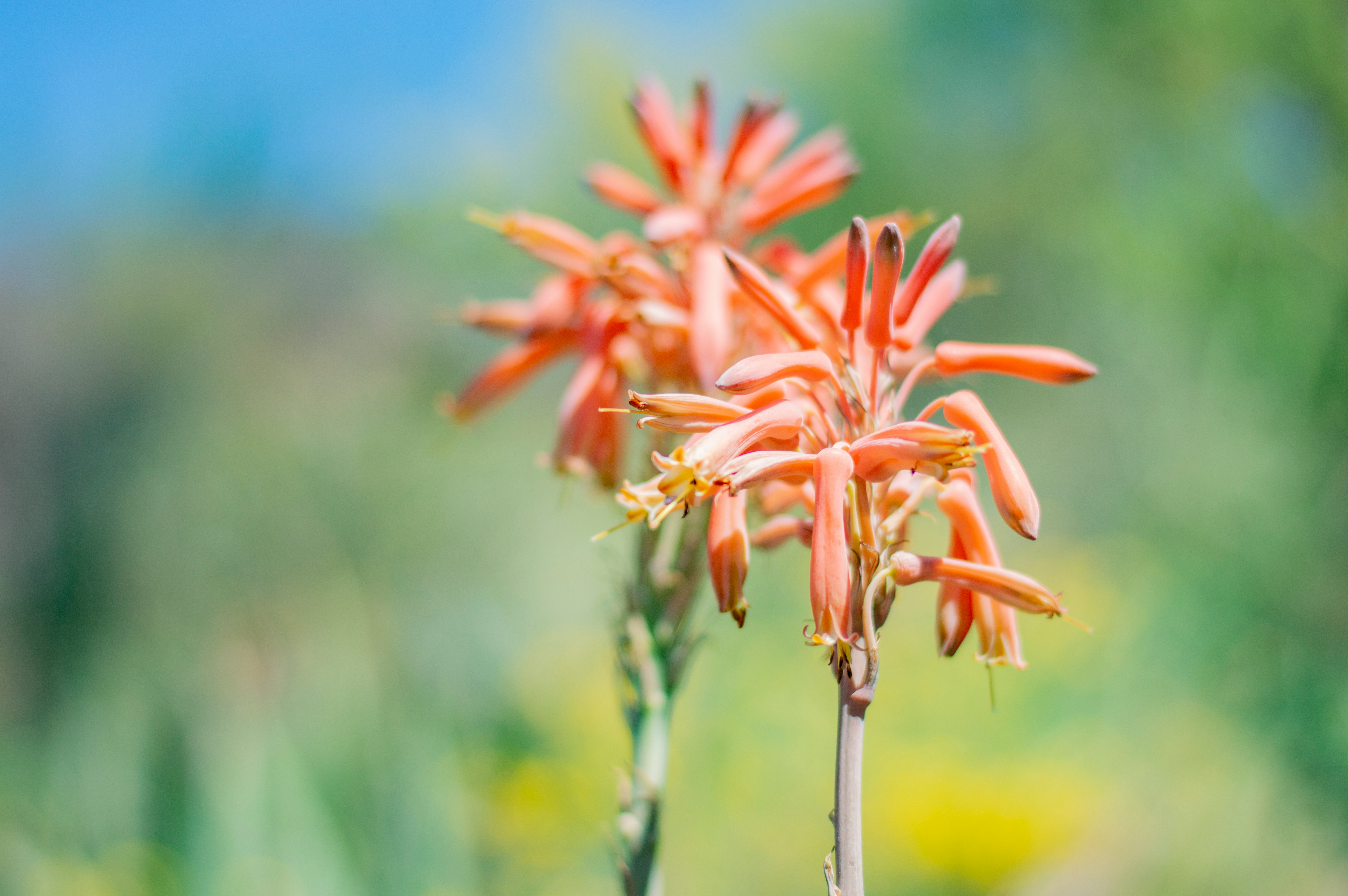 orange flower in tilt shift lens